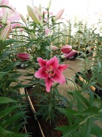 [4186 Largo VZ No01.JPG]